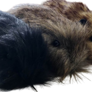 Home And Living: Large Guinea Pig Plushies Assorted REDUCED TO CLEAR