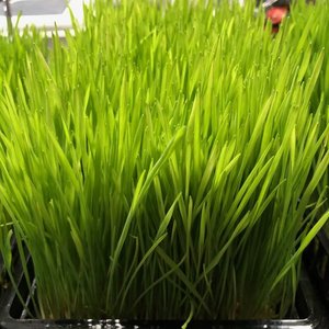 Wheat Grass Seeds 1kg