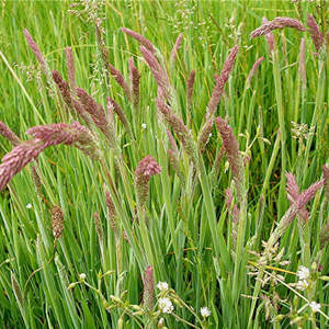 Yorkshire Fog Grass Seeds 50gms