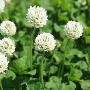 Garden: White Clover Seeds 25gms