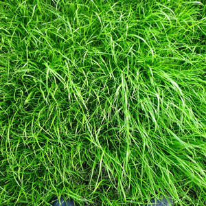Garden: Tower Fescue Grass Seeds 50gms