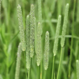 Garden: Timothy Grass Seeds 50gms