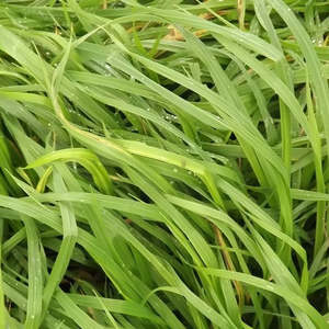 Garden: Prairie Grass Seeds 50gms