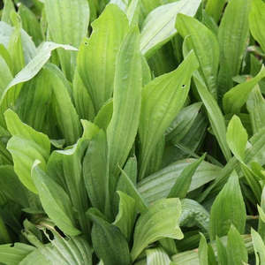 Garden: Plantain Seeds 50gms