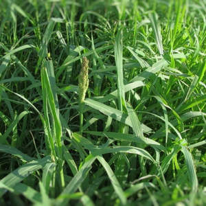 Garden: Japanese Millet Grass Seeds 50gms