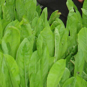 Seeds: Chicory Seeds 50gms