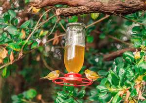 Bird Supplies: Nectar Feeder