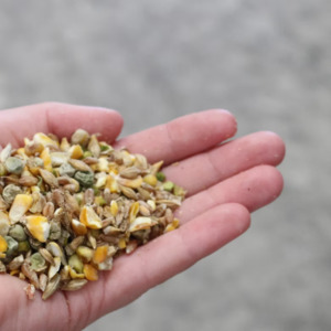 Bird Supplies: Supa Assorted Grains 20kg