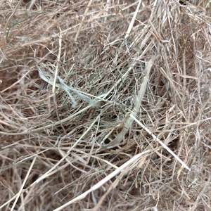 Feed And Hay: Meadow Hay 4.5kg