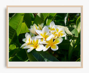 Tropical Paradise Images: Frangipani Sunrise