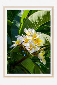 Frangipani Queen