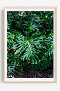 Monstera Au Naturel