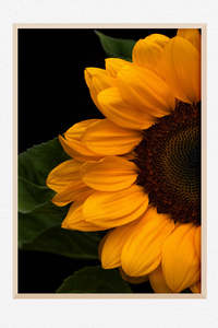 Flowers In Full Bloom: Sunflower Picasso