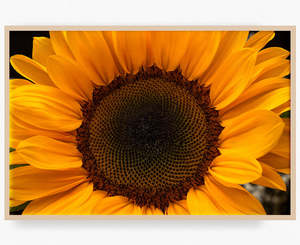 Flowers In Full Bloom: Radiant Heart