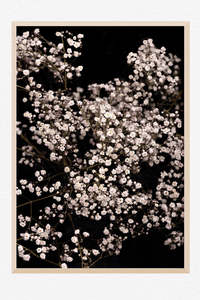Lace in Bloom