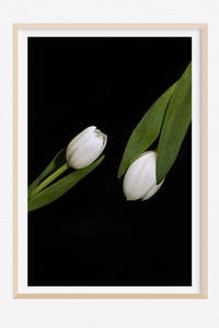 Favourite Blooms: Tulip Yin and Yang