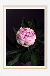 Solo Act - Limited Edition