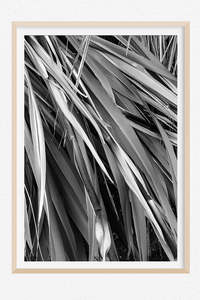 Kakahu - Limited Edition