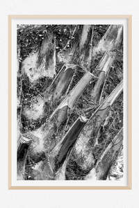 Nikau Noir