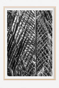 Nikau Lattice
