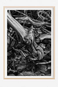 Monochrome Moment: Gnarly Noir