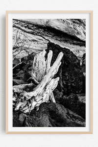 Driftwood Noir