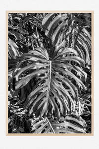 Monochrome Moment: Monstera Noir