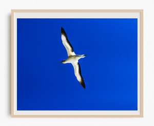 Soar