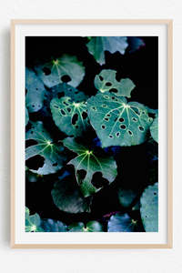 Undercover Kawakawa - Limited Edition