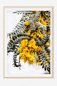 The Glow of the Kowhai