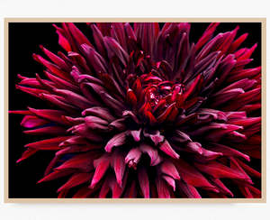 Dahlia Supernova