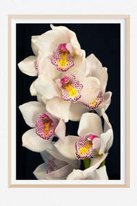 Limited Editions Wall Art Nz: Pure Love - Limited Edition