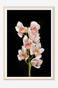 Limited Editions Wall Art Nz: Madame Butterfly - Limited Edition