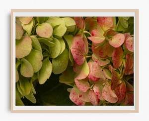 Classic Home Decor Wall Art Nz: Petal Perfection