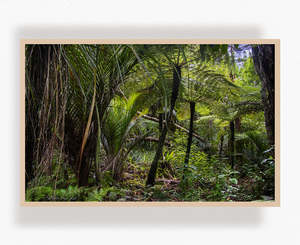 New Zealand Landscape Images: Slip Beneath the Canopy