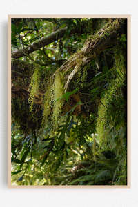 Lichen Hours