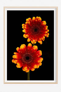 Flowers In Full Bloom: Hello Sunshine