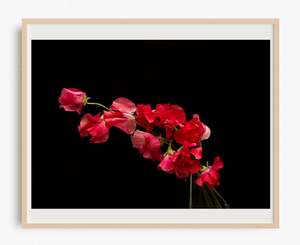 Flowers In Full Bloom: Flamenco Flower