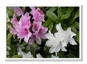 Different By Nature | Floral Art Print