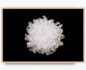 Monochrome Moment: Chrysanthemum Noir | Limited Edition Art Print