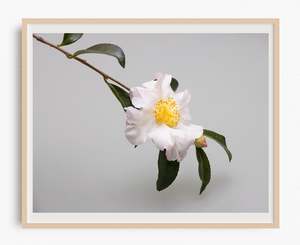 I Adore You | Camellia Art Print