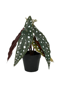 Angel Wing Begonia Potted - 24cm Faux Plant