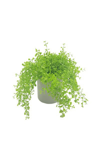 Pots Planters: Baby Tears Arrangement - Faux Plant