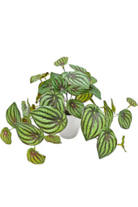 Pots Planters: Peperomia Watermelon Real Touch Potted - Faux Plant