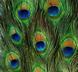 Peacock - Microfibre Lens Cloth