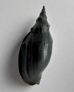 Jay Lloyd: Trumpet Shell - Bronze