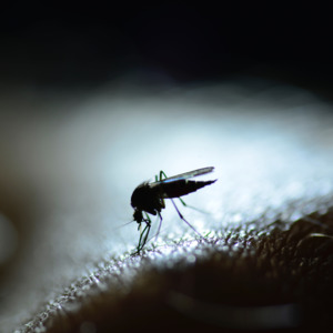 Products: BUZZ OFF – Insect Repellent