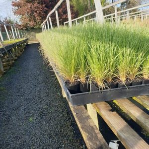 Products: Poa cita Silver Tussock 9cm pot x 30