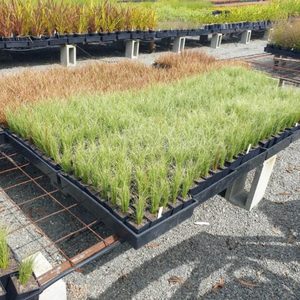 In Stock Plants: Carex comans Green x 42 Wholesale Grade