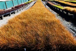 In Stock Plants: Carex testacea x 42 Wholesale GOL 7cm pot